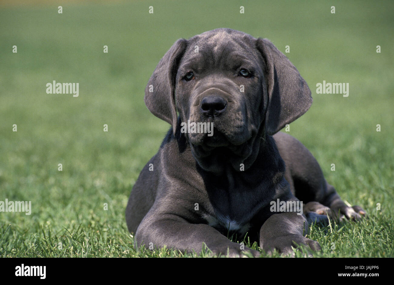 Mastín Napolitano,cachorro,hierba, Foto de stock