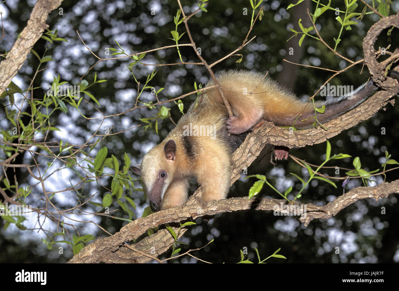 Pequeño oso hormiguero,Tamandua tetradactyla,árbol, Foto de stock