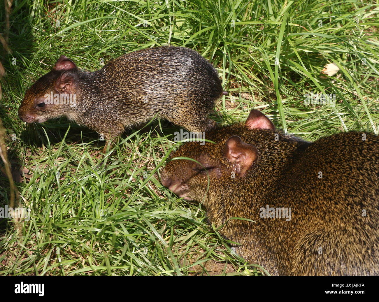 Aguti Brasileno Fotos E Imagenes De Stock Alamy