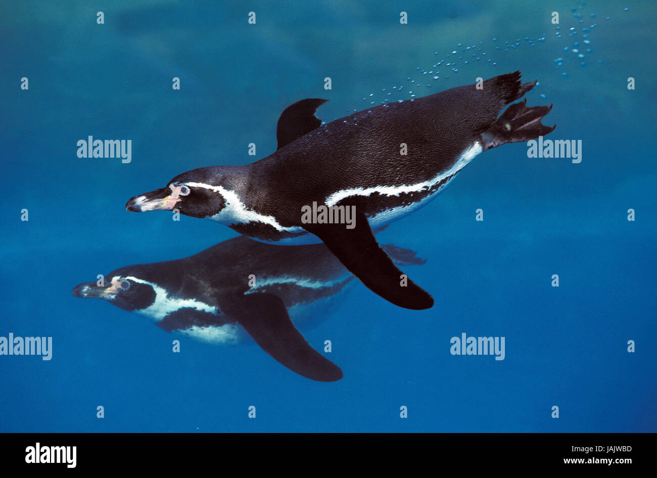 Los pingüinos de Humboldt, Spheniscus humboldti,nadar, Foto de stock