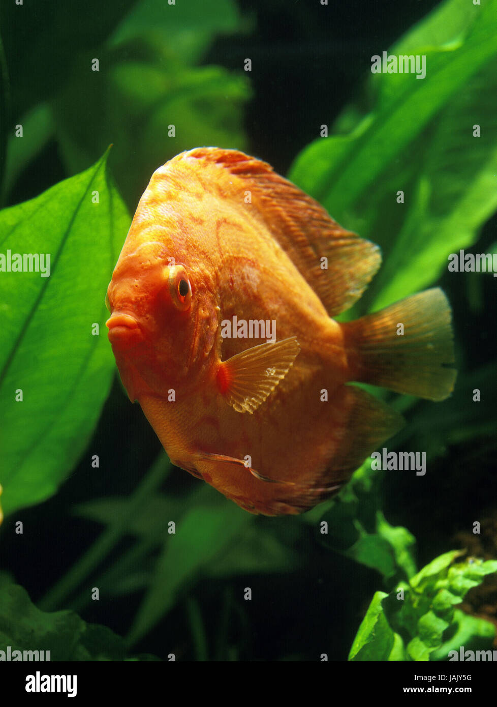 Disco,Symphysodon aequifasciatus pescado, Foto de stock