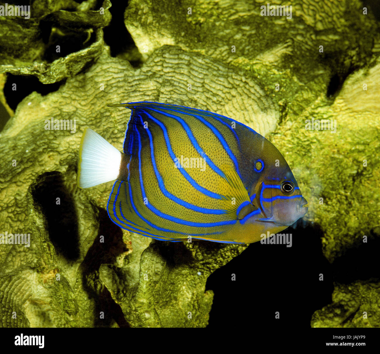El anillo del emperador,peces Pomacanthus annularis, Foto de stock