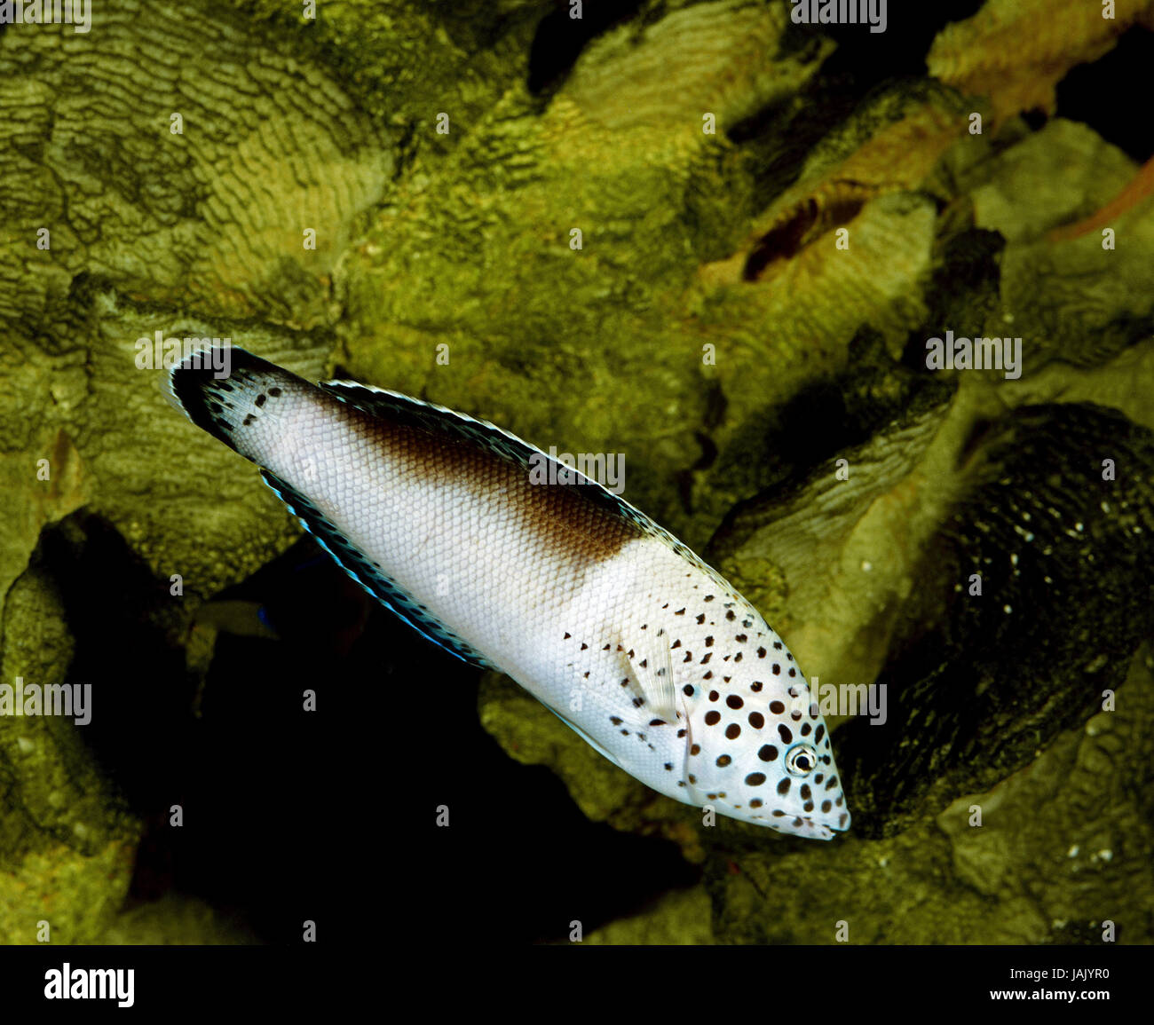 Reflector mancha-Lippfisch,Coris aygula, Foto de stock