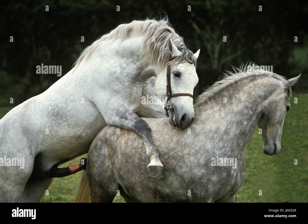 Apareamiento de caballos fotografías e imágenes de alta resolución - Alamy