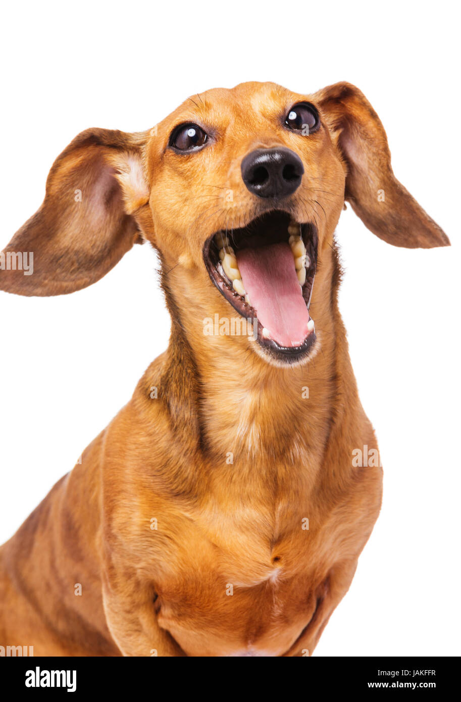 Teckel perro gritando Fotografía de stock - Alamy