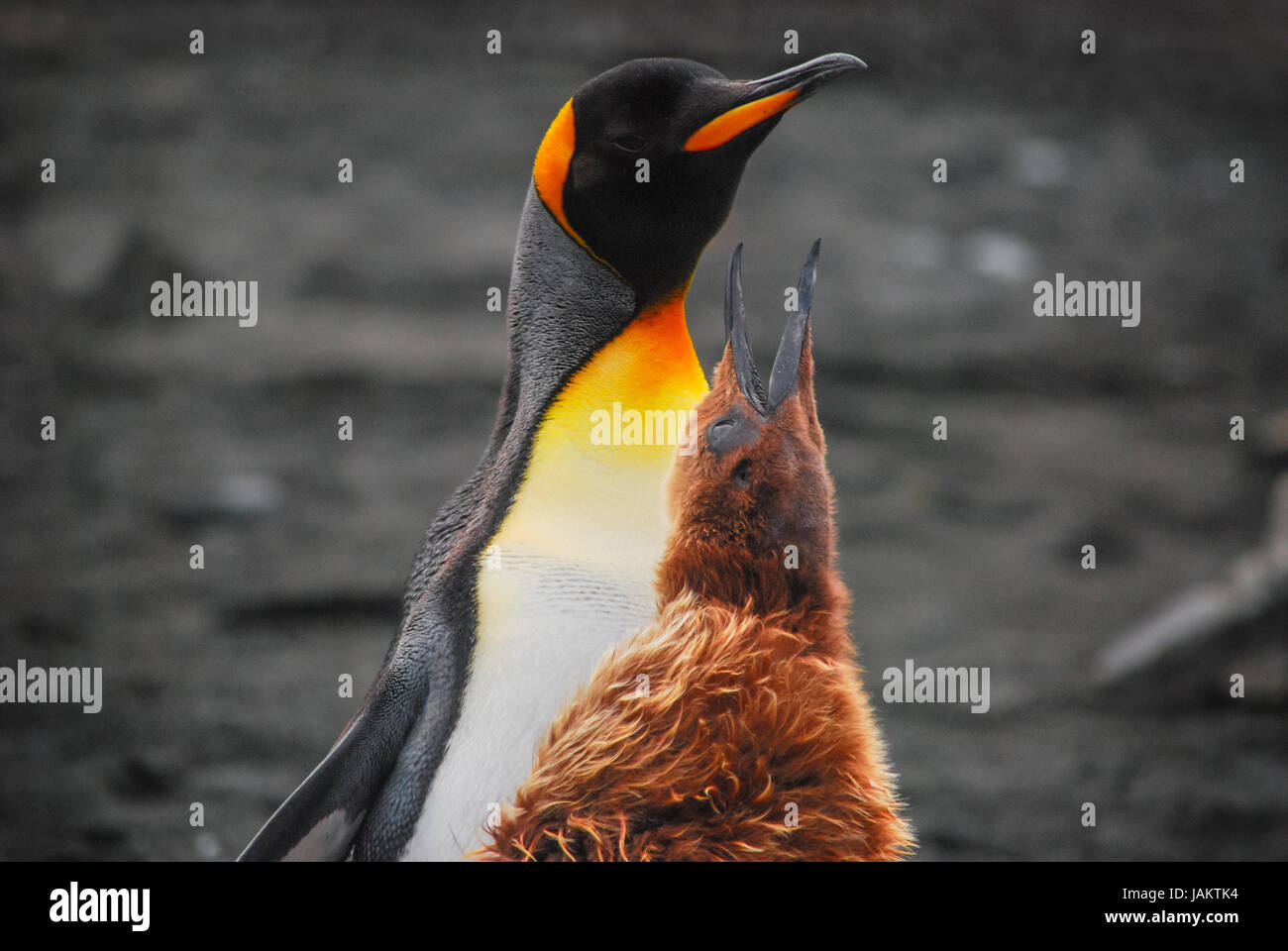 Con pollito de pingüino rey en Georgia del Sur Foto de stock