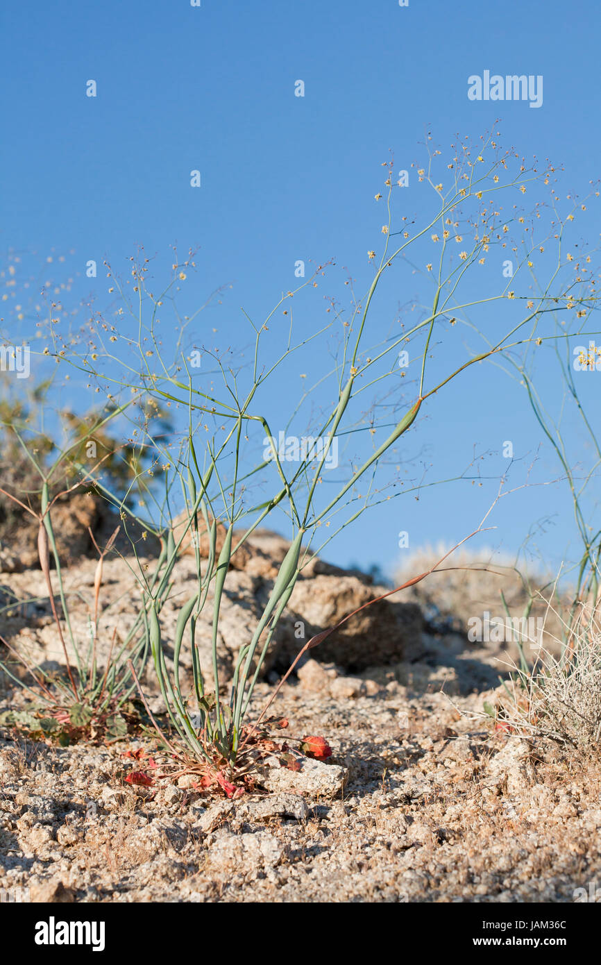 Planta de trompeta del desierto (Eriogonum inflatum) - El desierto de Mojave, California, EE.UU. Foto de stock