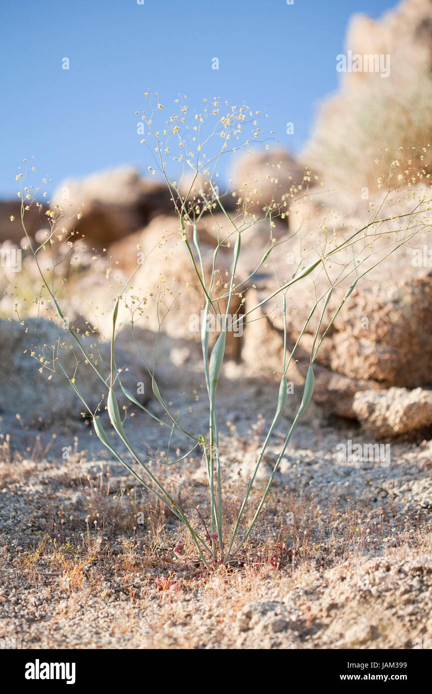 Planta de trompeta del desierto (Eriogonum inflatum) - El desierto de Mojave, California, EE.UU. Foto de stock