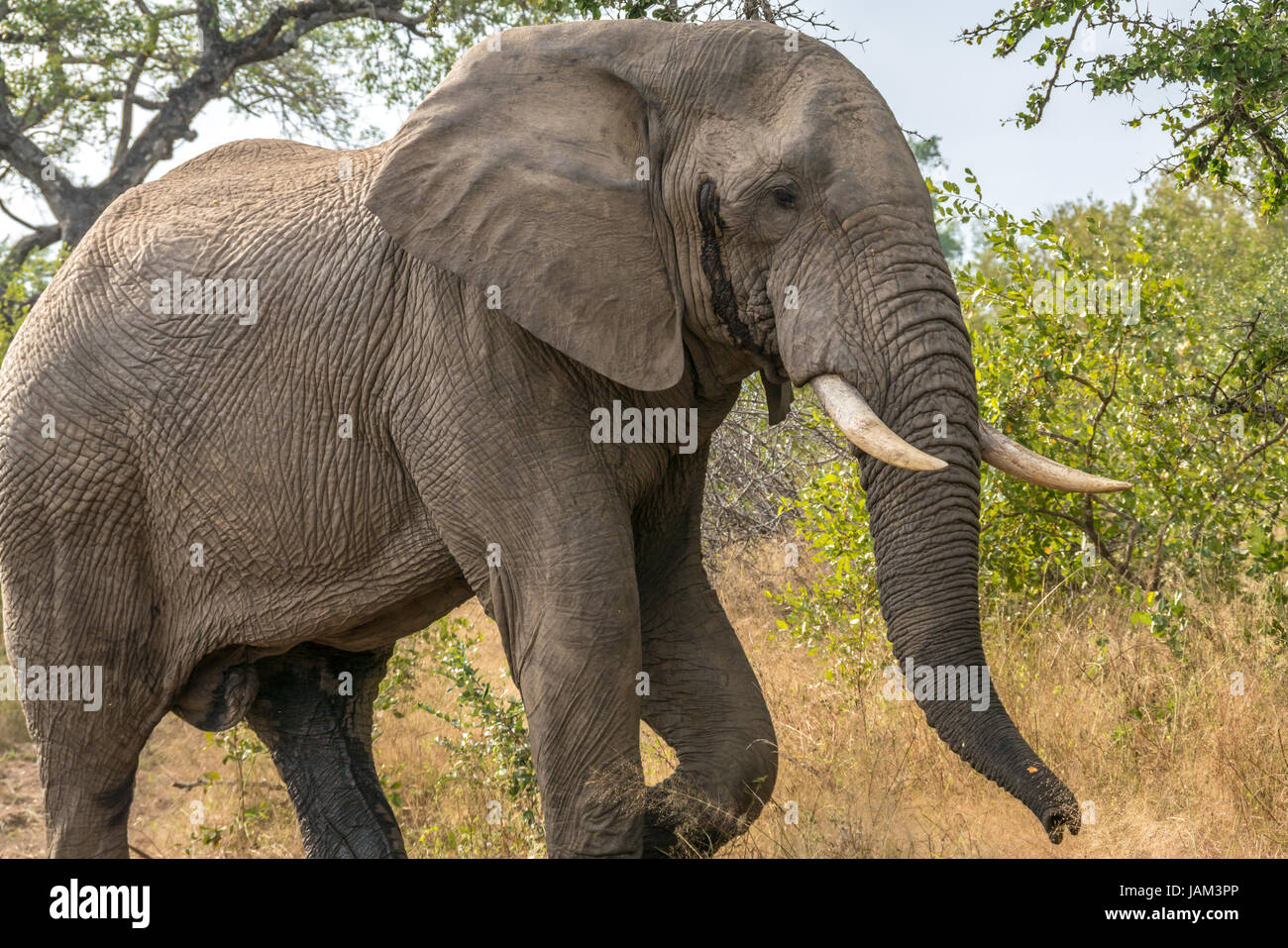 Macho de elefante africano, Loxodonta africana de Bull, en debe con la secreción de las glándulas, Sabi Sands Game Reserve, el mayor parque nacional de Kruger, Sudáfrica Foto de stock