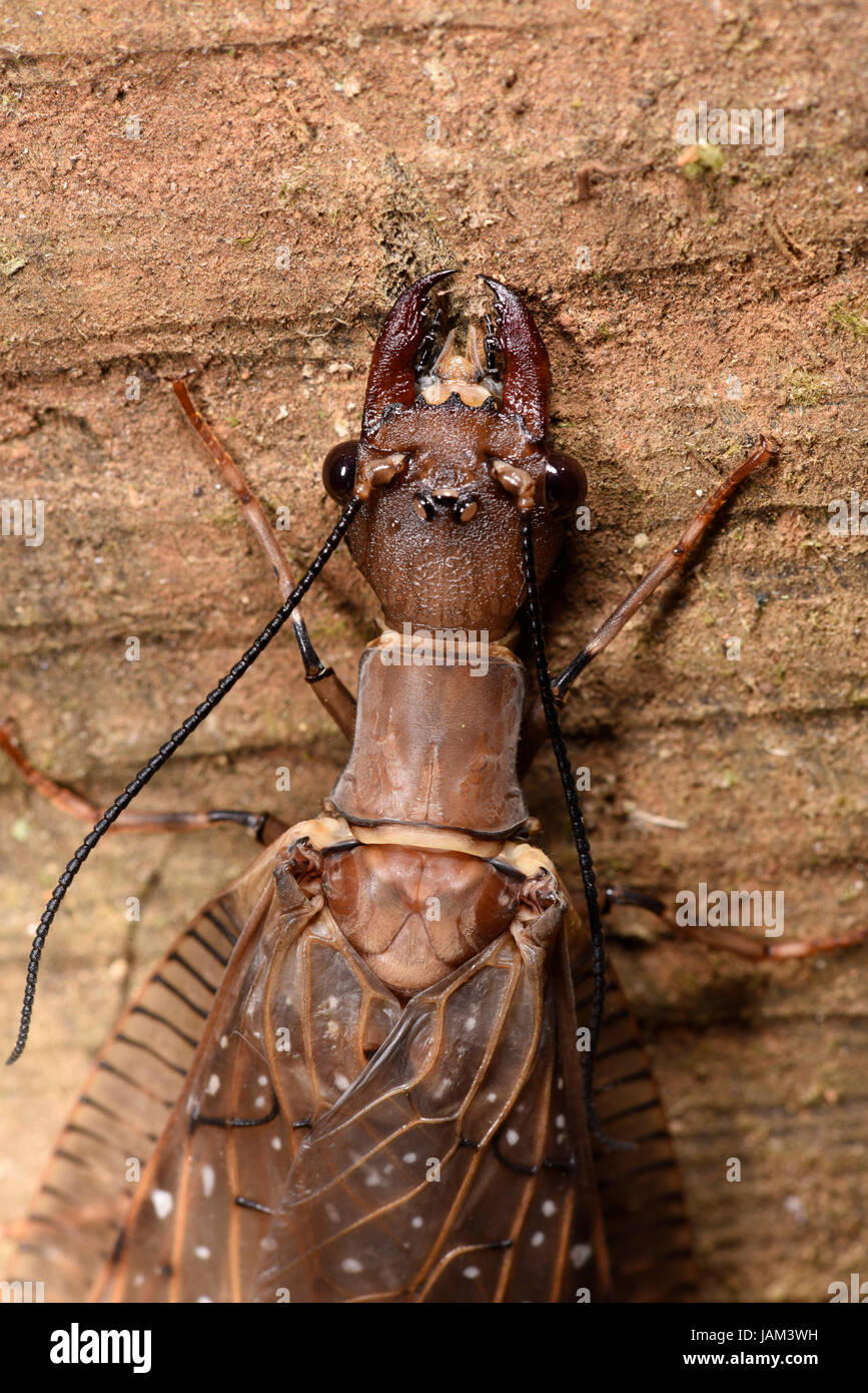 Dobson (Mosca Corydalus cornutus) close-up de mujeres mostrando las mandíbulas, Costa Rica, marzo Foto de stock