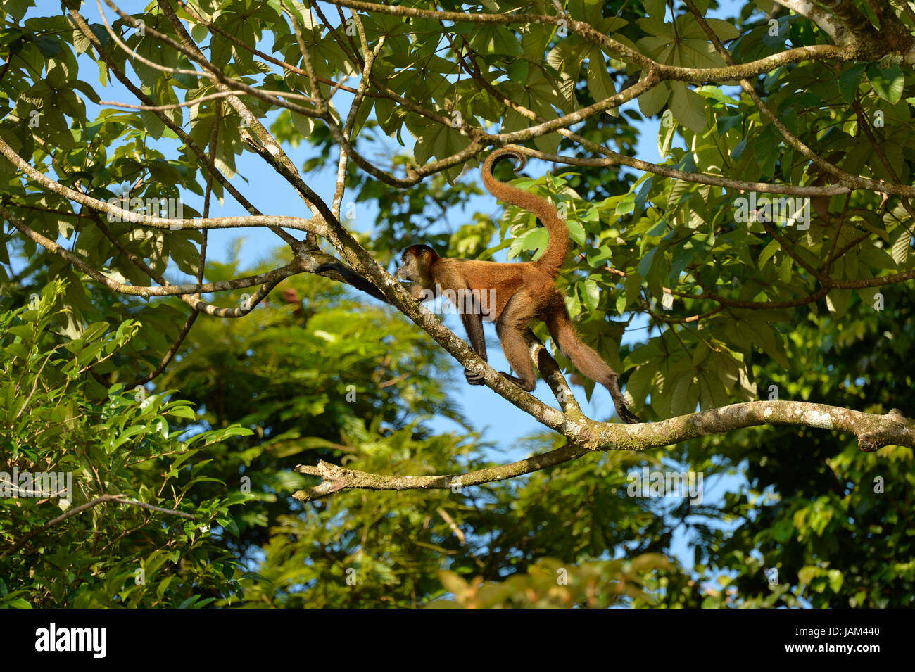 Centroamérica mono araña (Saimiri oerstedii), Costa Rica, marzo Foto de stock
