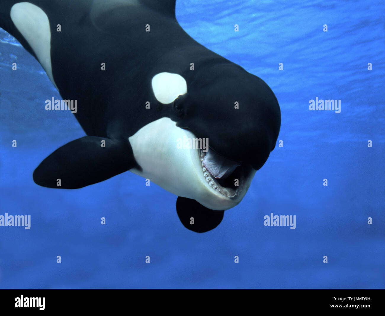 Gran ballena asesina, Orcinus orca,animal adulto,abrir la boca, Foto de stock