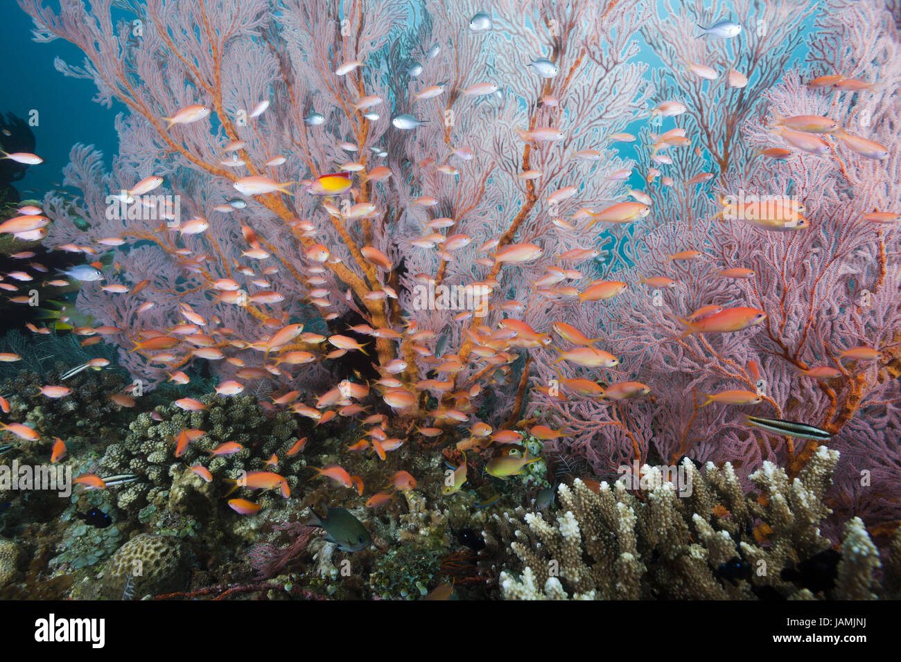 Bandera de llamas percas en arrecifes de coral fotografías e imágenes