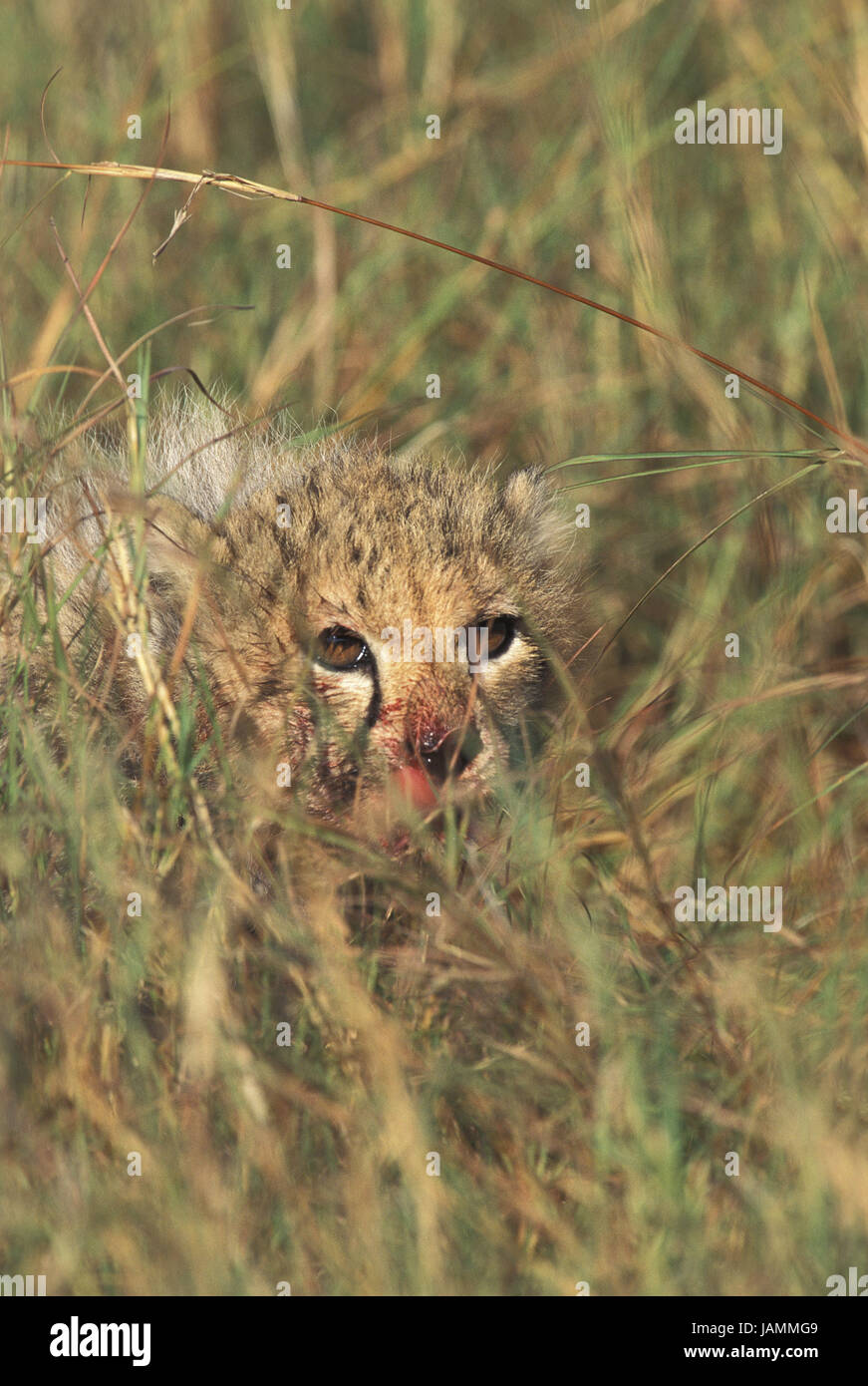 Guepardo Acinonyx jubatus,,animal joven,mirar,sangriento,en disfraz,hierba, Kenya, Foto de stock