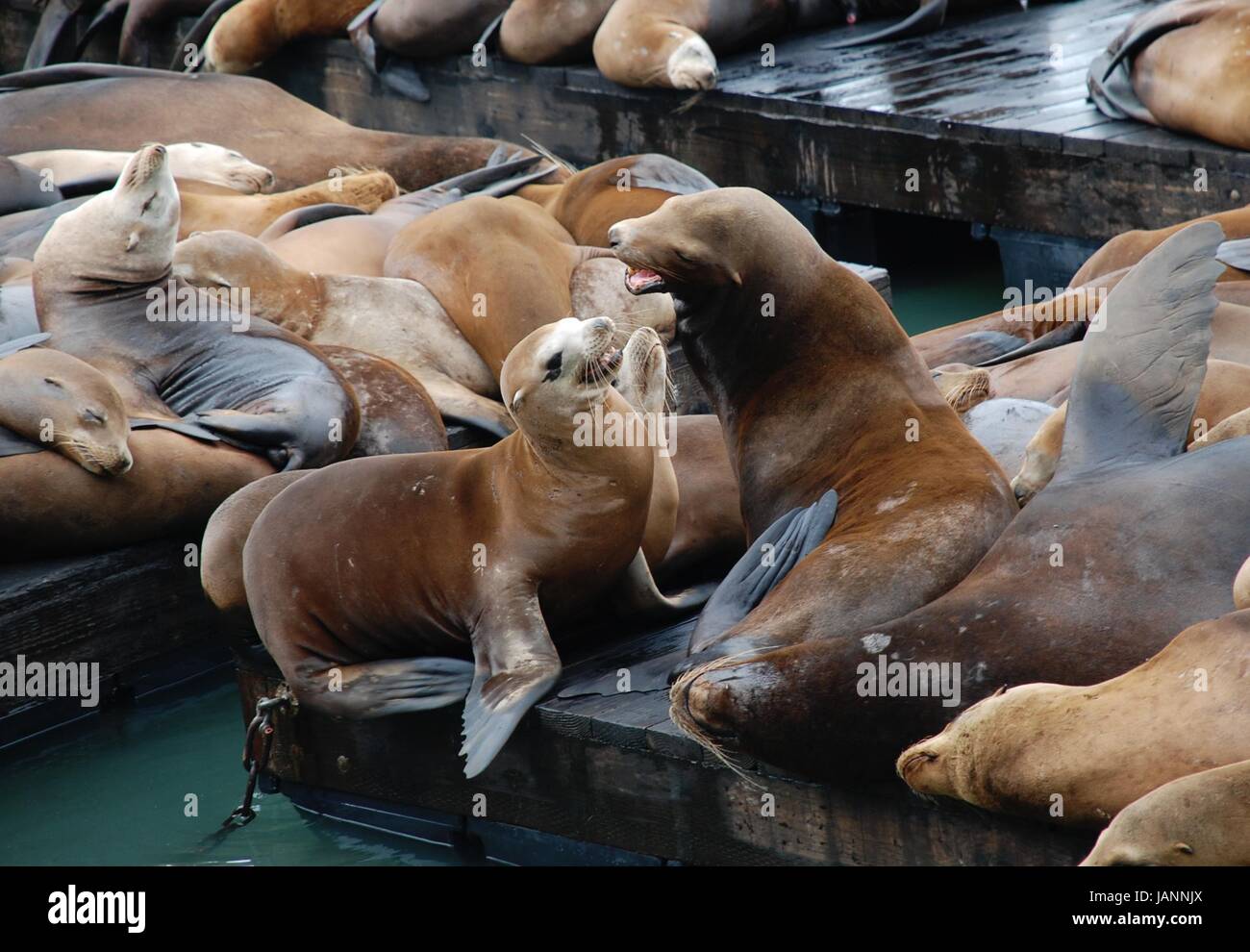 Lobos de mar en el muelle 39, san Francisco, EE.UU. Foto de stock