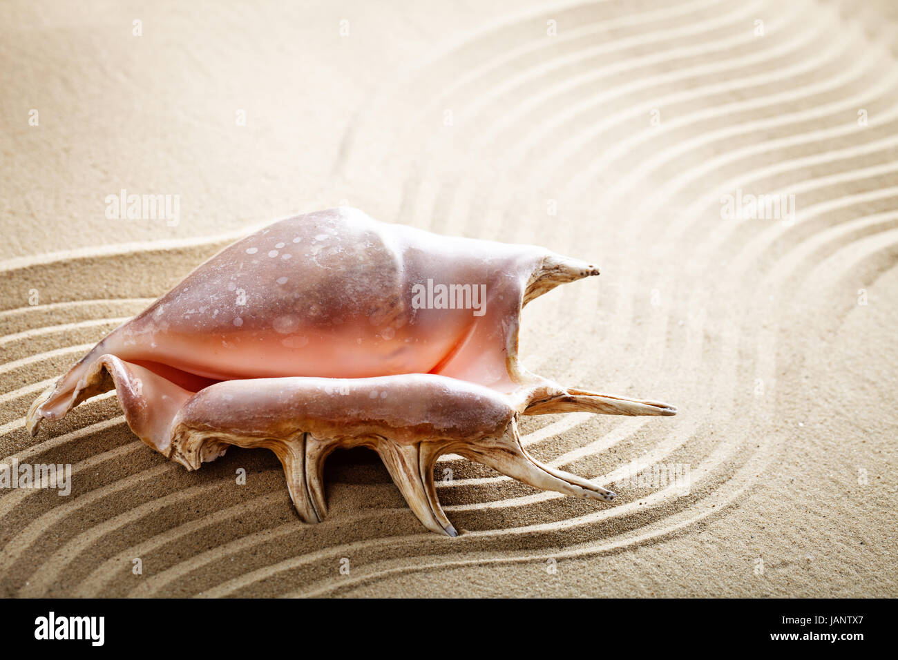 Conchas para decoracion fotografías e imágenes de alta resolución - Alamy