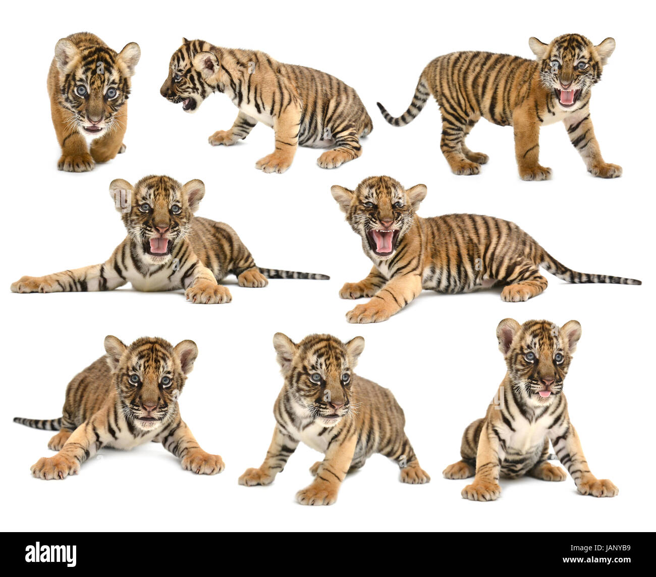 Bebe Tigre De Bengala Aislado Sobre Fondo Blanco Fotografia De Stock Alamy Bebe Tigre De Bengala Aislado Sobre Fondo Blanco Fotografia De Stock Alamy