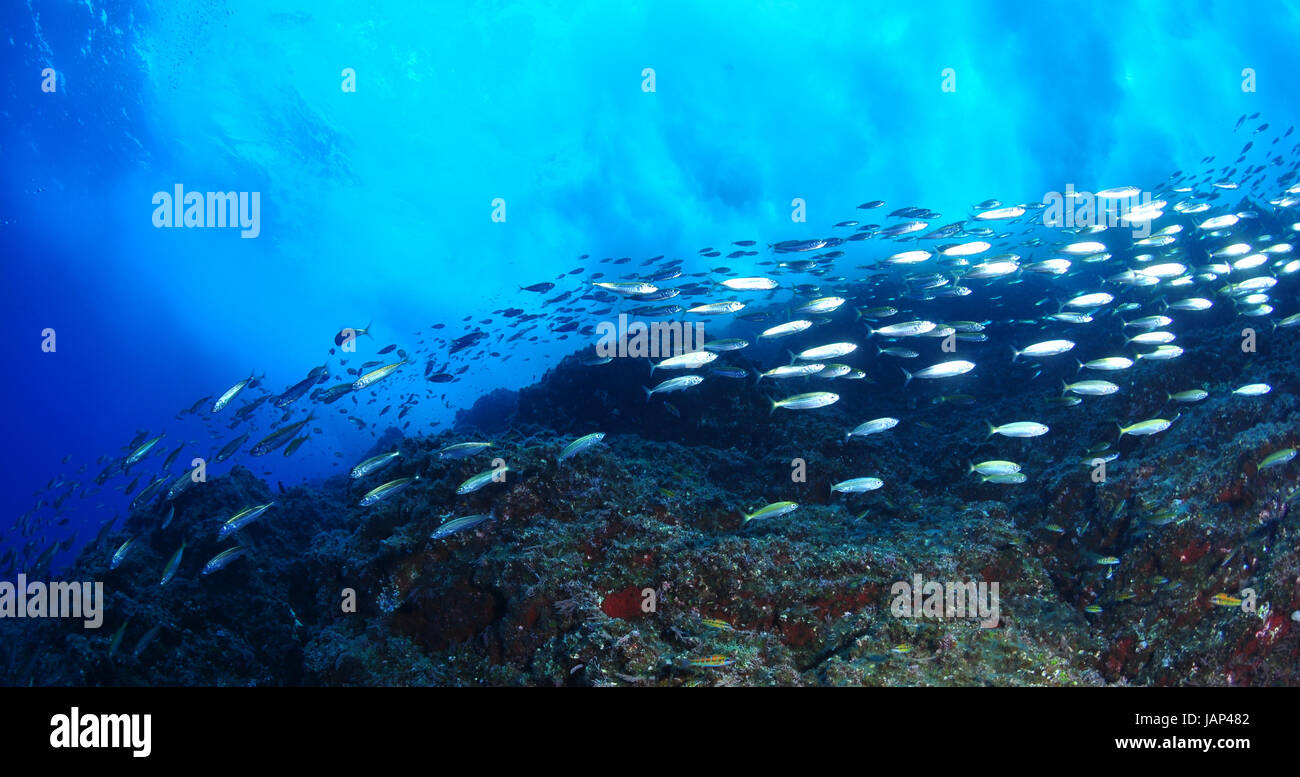 Escuela de peces nadando en el océano Foto de stock