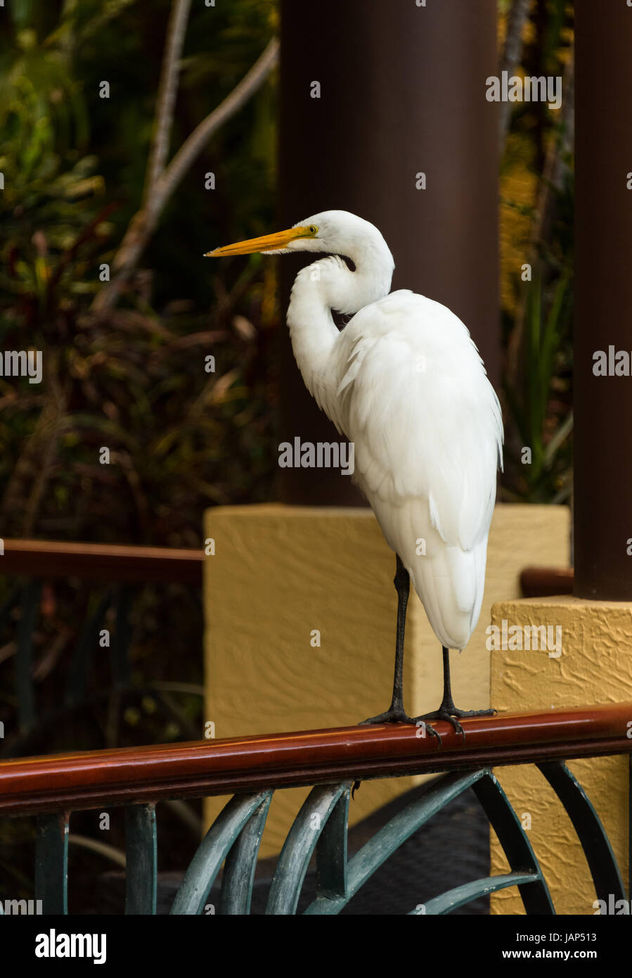 Pájaro blanco fotografías e imágenes de alta resolución - Alamy