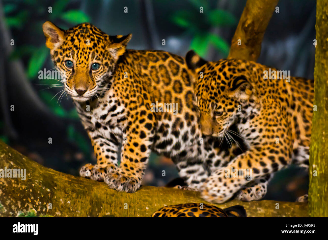 Dos pequeños cachorros de Jaguar jugando en la rama de árbol Fotografía de  stock - Alamy