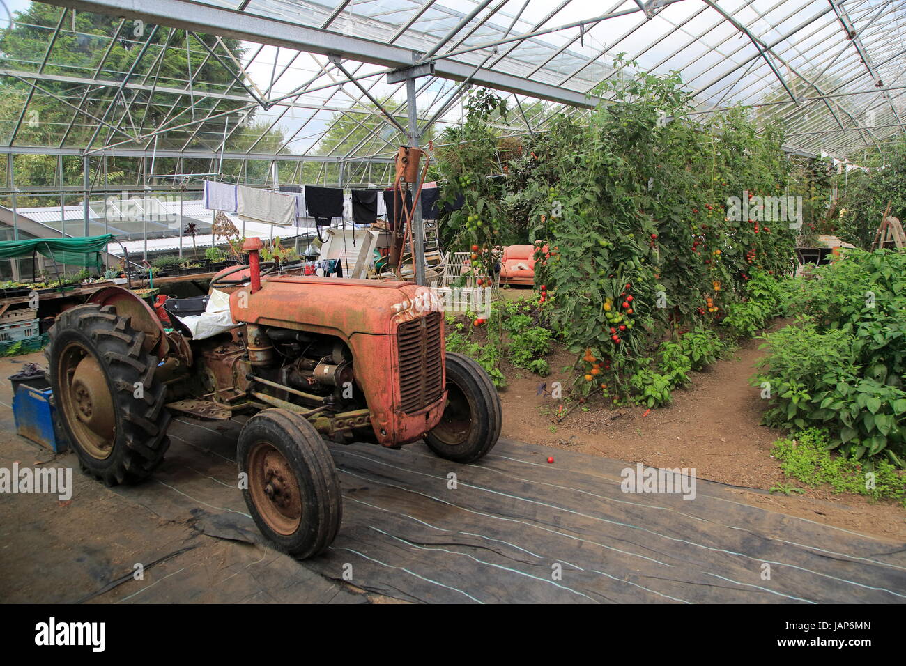 Tractor vintage rojo dentro de grandes invernaderos, Jardín Potager, Constantino, Cornwall, Inglaterra, Reino Unido. Foto de stock
