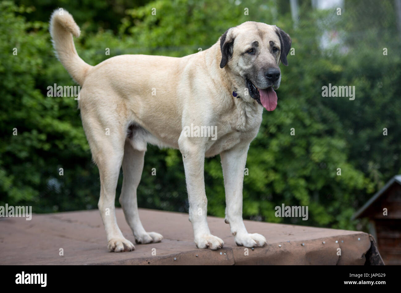 Kangal Dog Fotos E Imagenes De Stock Alamy