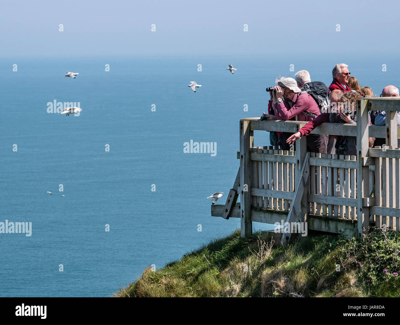 Los observadores de aves viendo las aves marinas en acantilados Bempton Yorkshire, Reino Unido Foto de stock