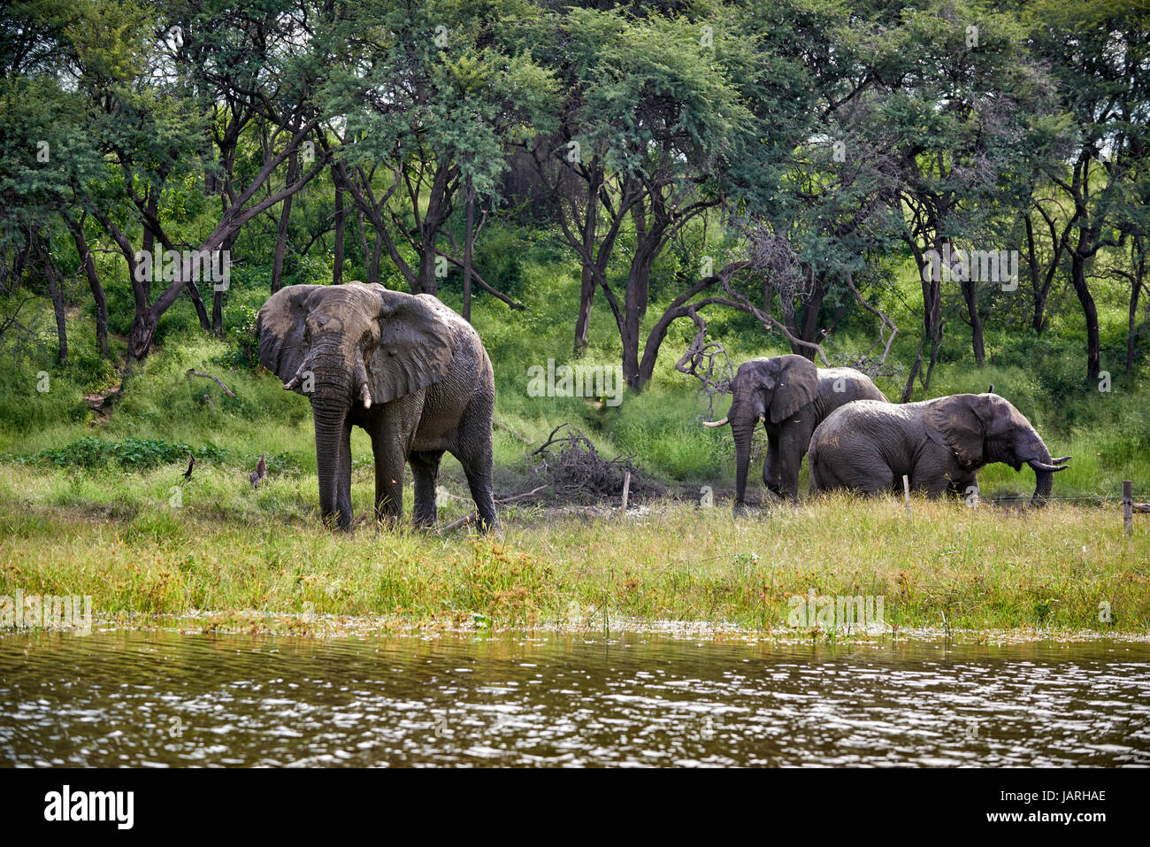 Bush africano Elefante en Río Boteti, Makgadikgadi-Pans-National Park, Botswana, África Foto de stock