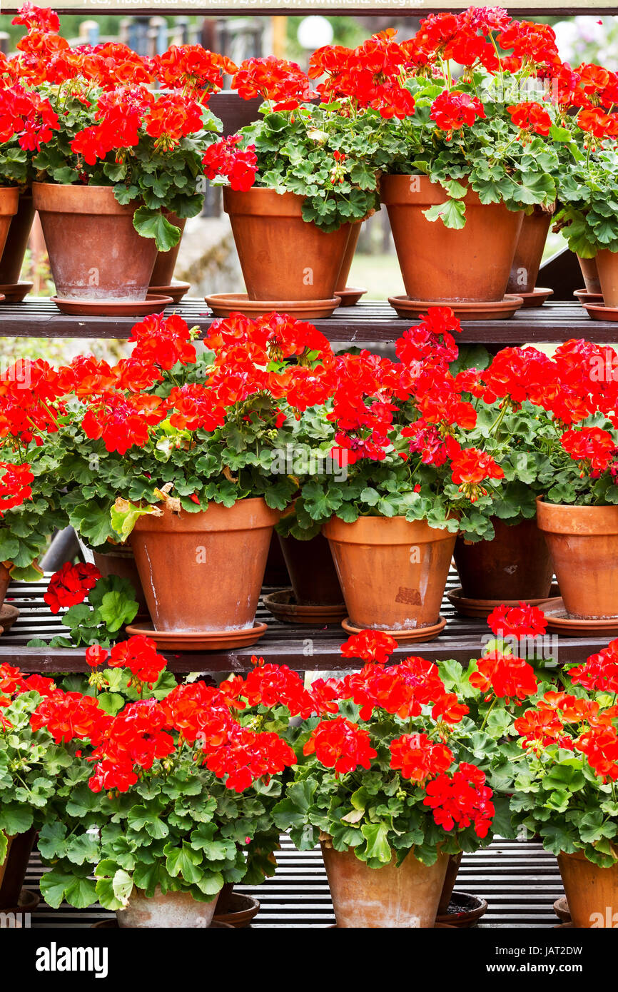 Geranio rojo flores en macetas de arcilla Fotografía de stock - Alamy