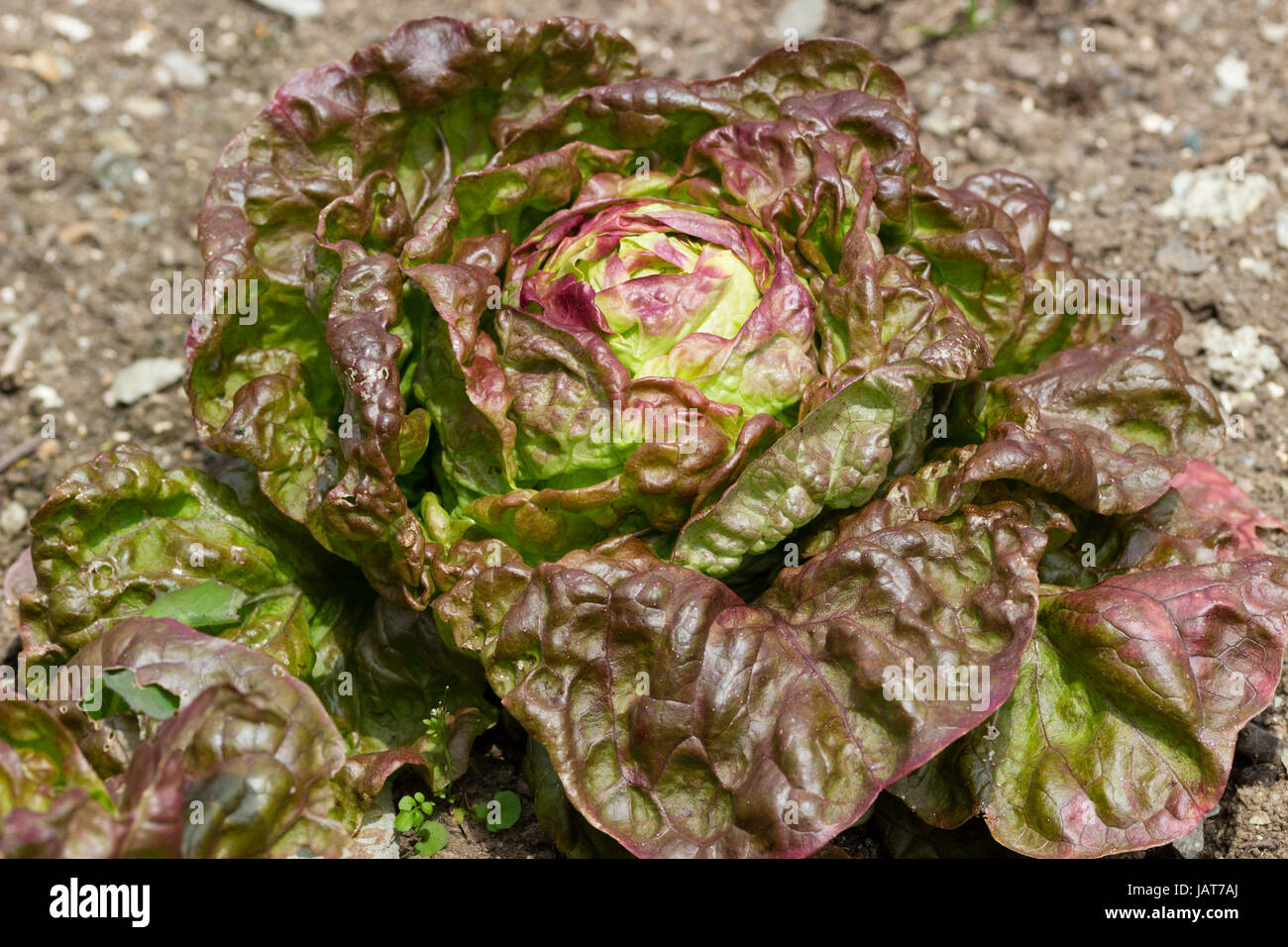 Bronceado más preciadas hojas de lechuga francesa variedad, "Marvel de Four Seasons' Foto de stock