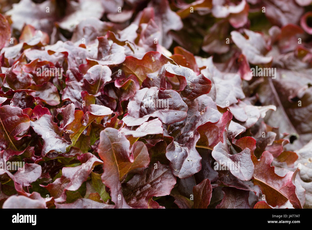 Bronceado hojas rojas de la lechuga tipo loosehead popular, 'Rojo Ensaladera' Foto de stock