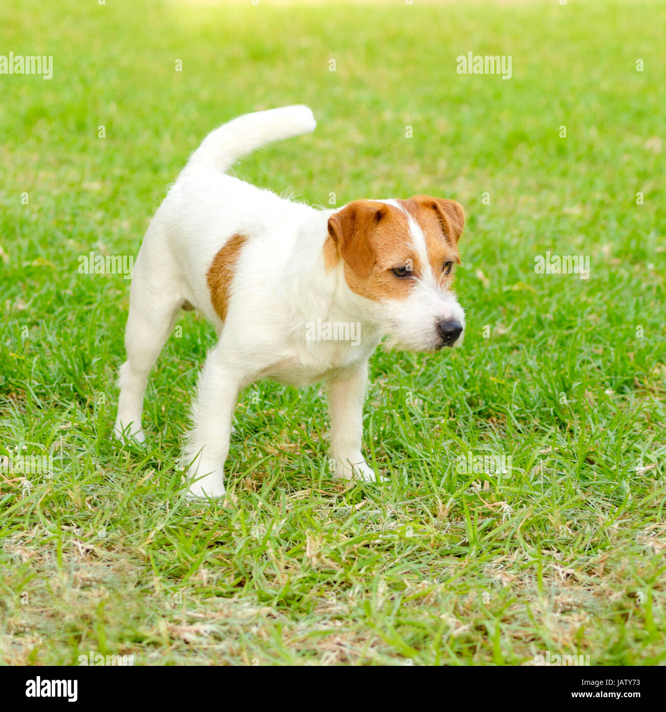Un pequeño blanco y marrón revestido rugoso perro Jack Russell Terrier de  pie en el césped, estar alerta. Es conocido por ser seguro, altamente  inteligente y fiel, y vista la vida como