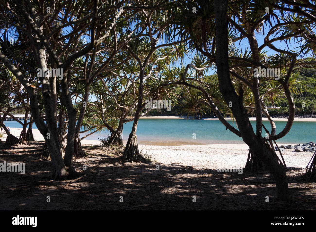 Un acceso a la playa de Burleigh Heads a través de los árboles. Burleigh Heads, Gold Coast, Australia Foto de stock