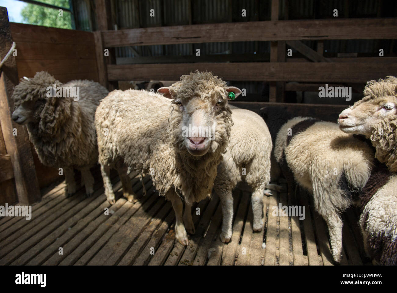 Ovejas esperando la granja shearer para distorsionar su lana en un galpón de esquila. Foto de stock