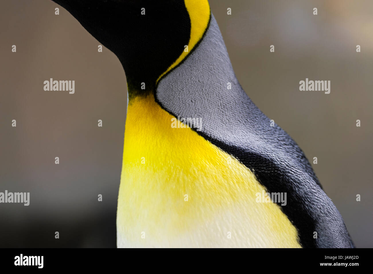 Amarillo-naranja brillante plumaje de plumas en el pecho de un pingüino rey. Foto de stock