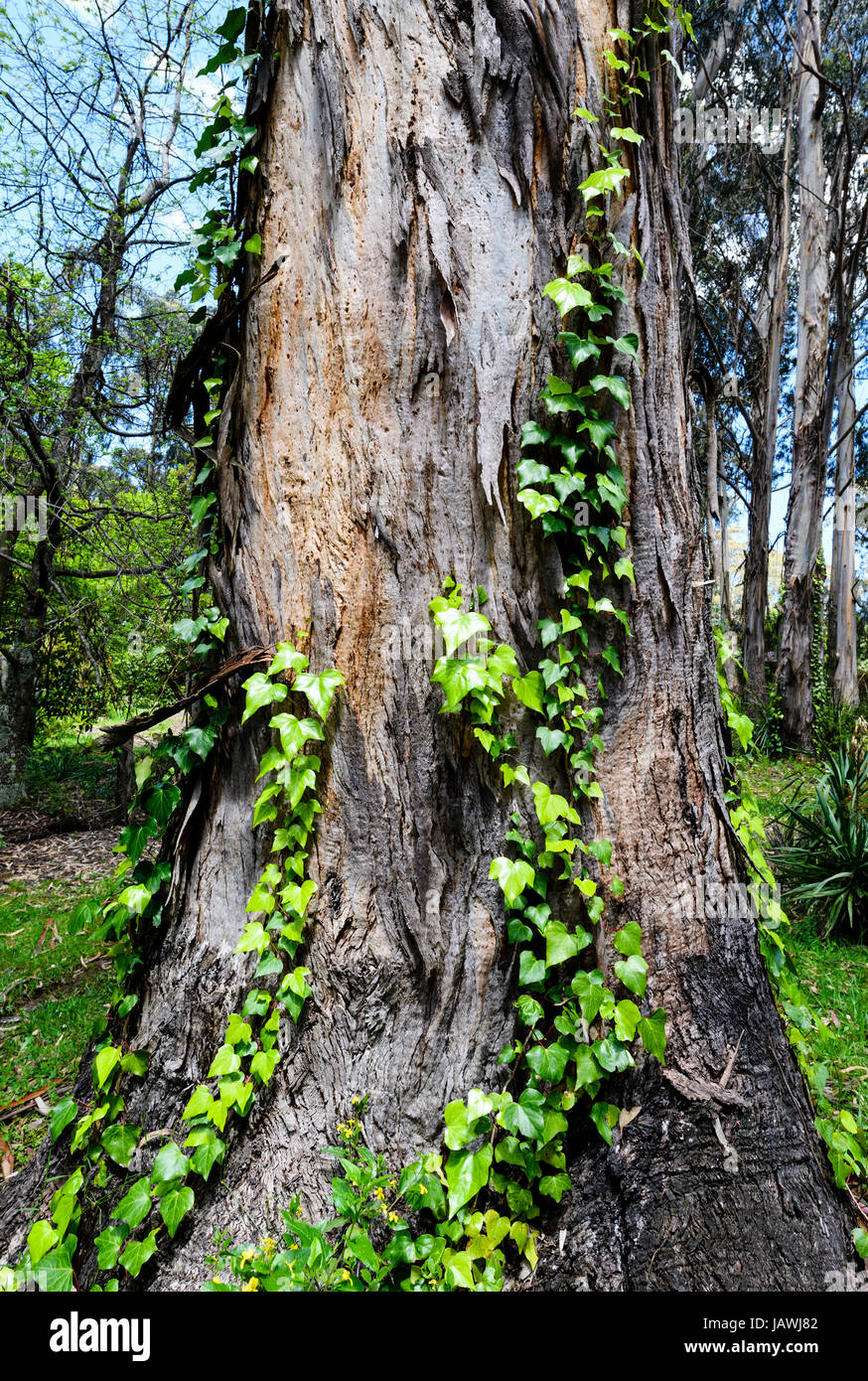 La hiedra común el cultivo de la vid de un tronco de árbol de eucalipto. Foto de stock