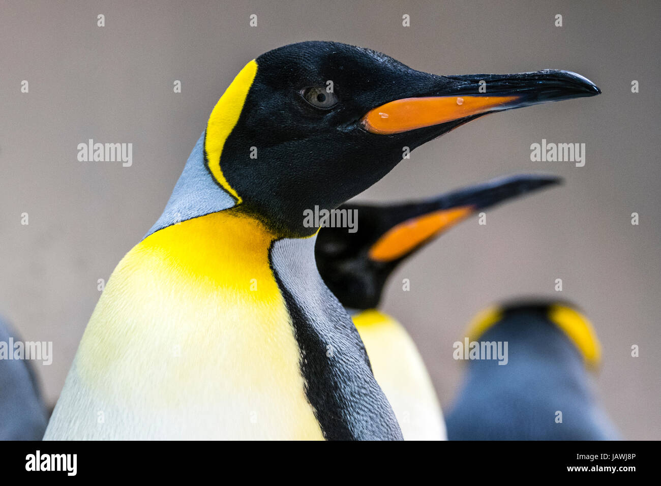 Amarillo-naranja brillante plumaje de plumas del pecho y mandíbula nomenclaturas del pingüino rey. Foto de stock