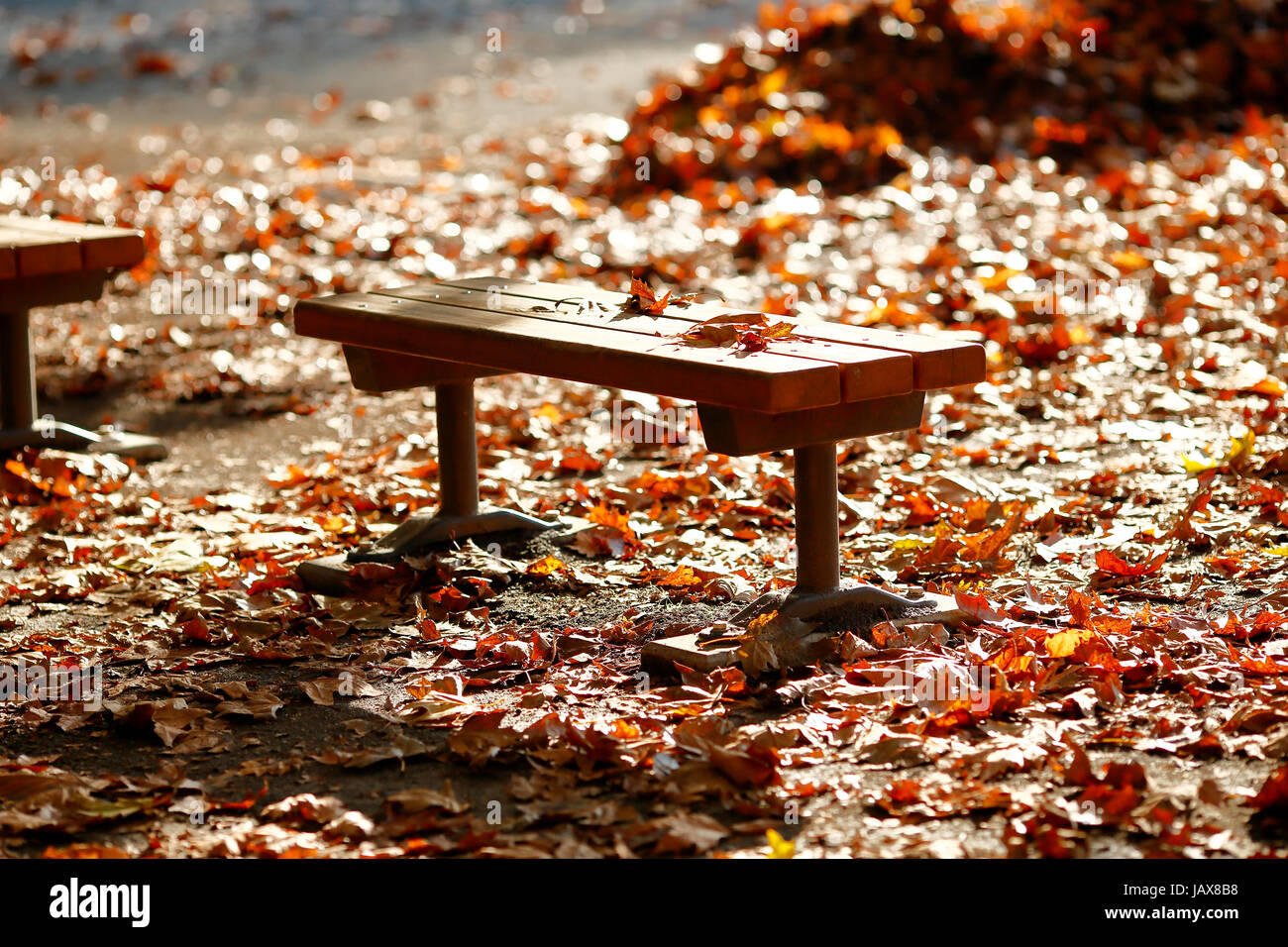 Bancos en un parque de la ciudad en otoño, Tokio, Japón Foto de stock