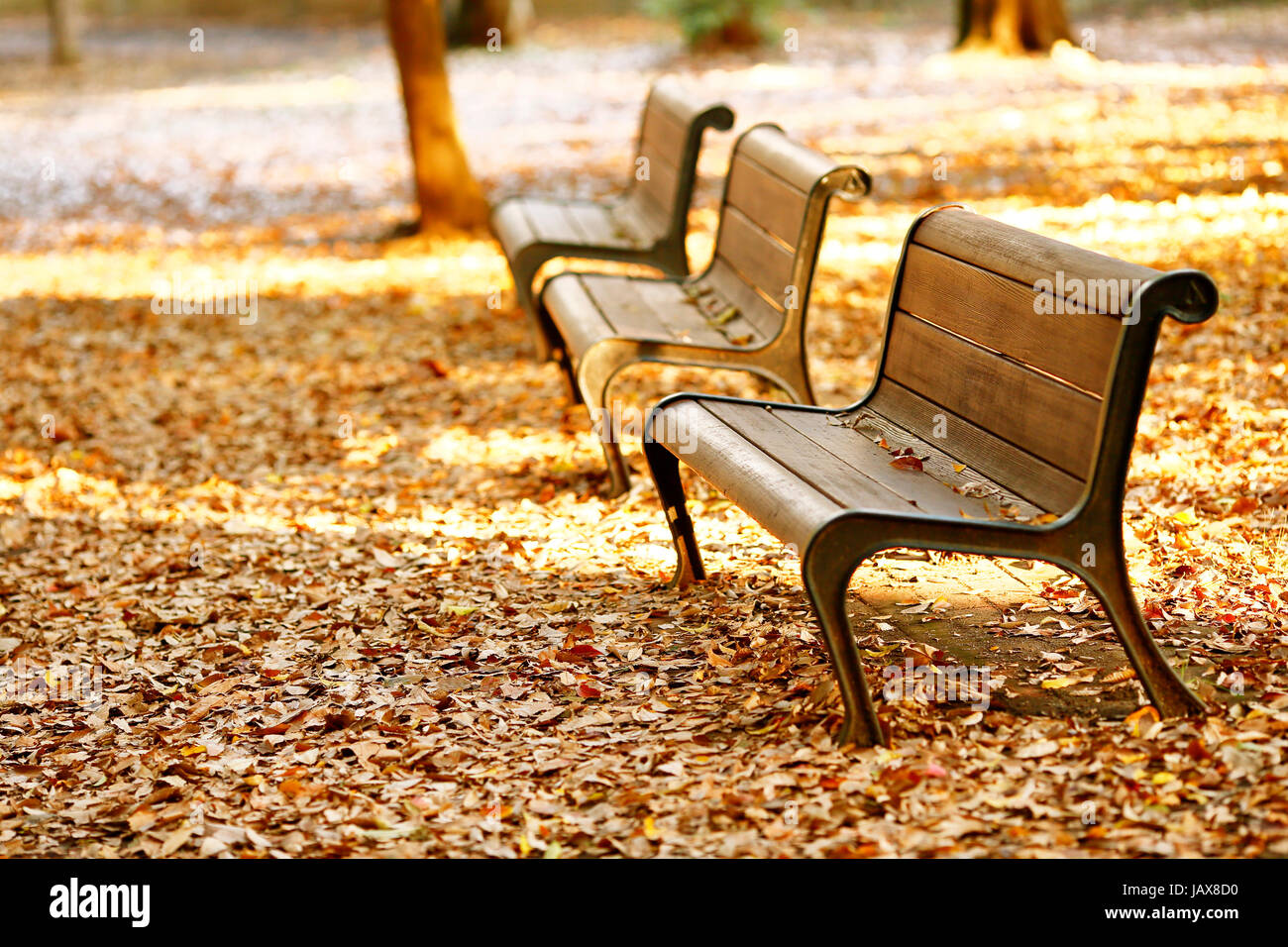 Bancos en un parque de la ciudad en otoño, Tokio, Japón Foto de stock