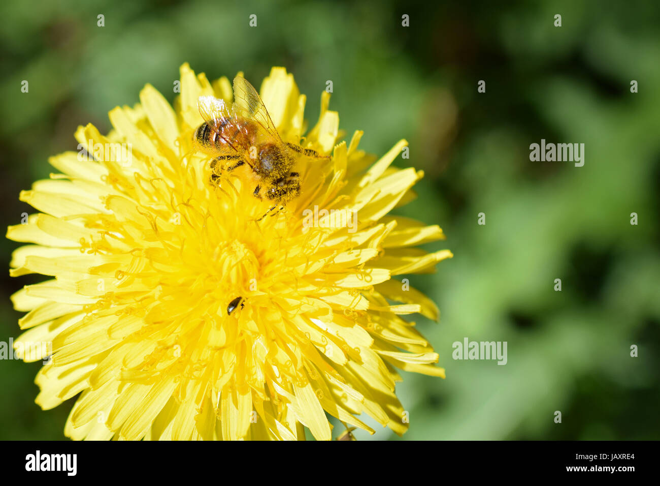 Miel de abejas (Apis mellifera) en flor diente de león. Su cuerpo ha cubierto con polen. Foto de stock