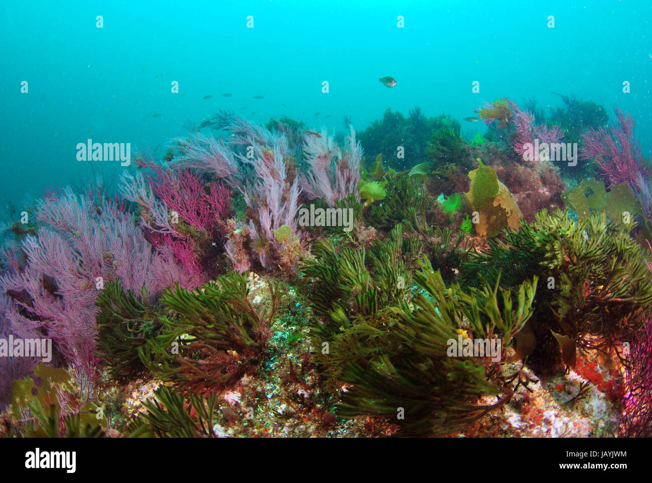 Océano Atlántico ecosistema subacuático con diferentes algas y corales blandos Foto de stock