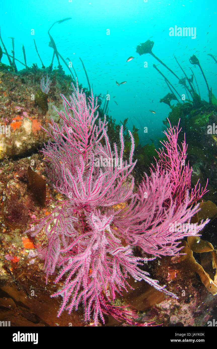 Los corales blandos, fan de mar, en aguas templadas del Atlántico Foto de stock