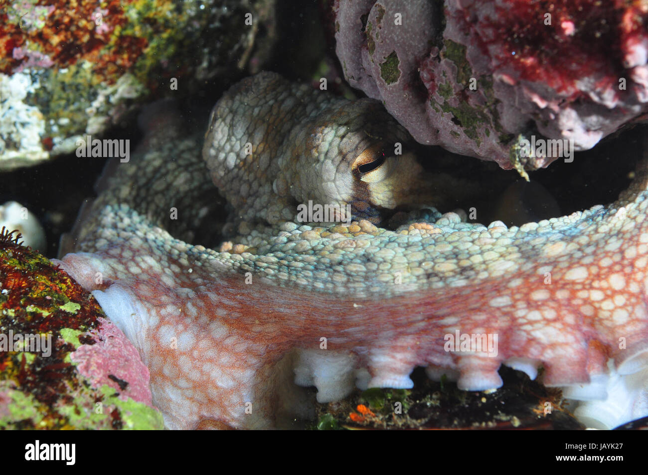 Pulpo tentáculos y ventosas, fotografía subacuática Foto de stock