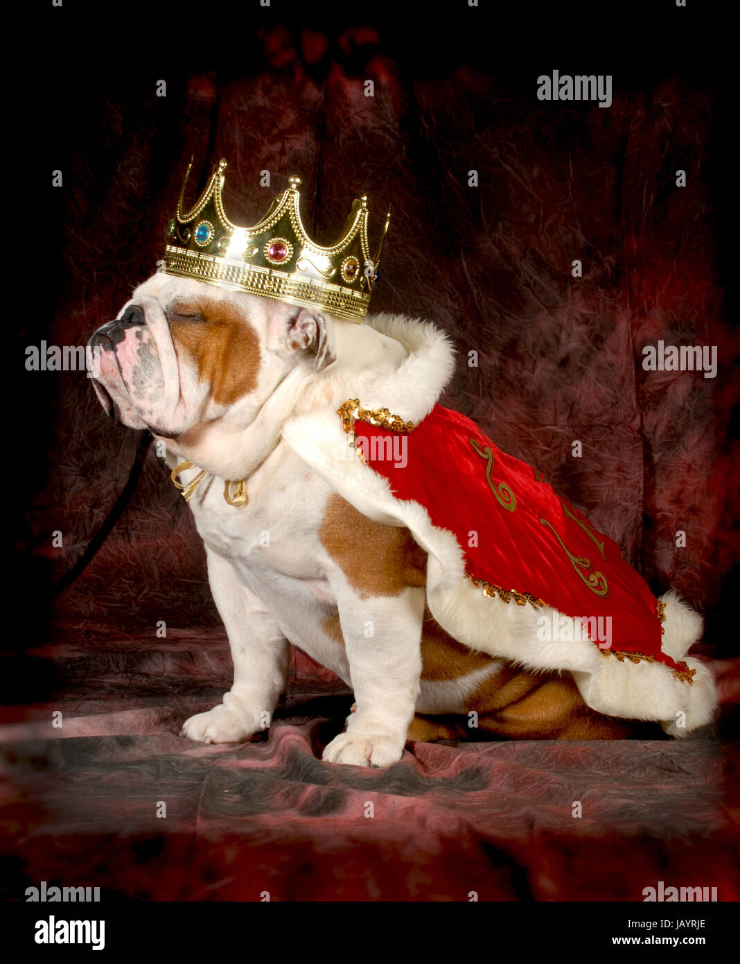Mimado perro - BULLDOG INGLÉS vestido como un rey - Macho de 4 años  Fotografía de stock - Alamy