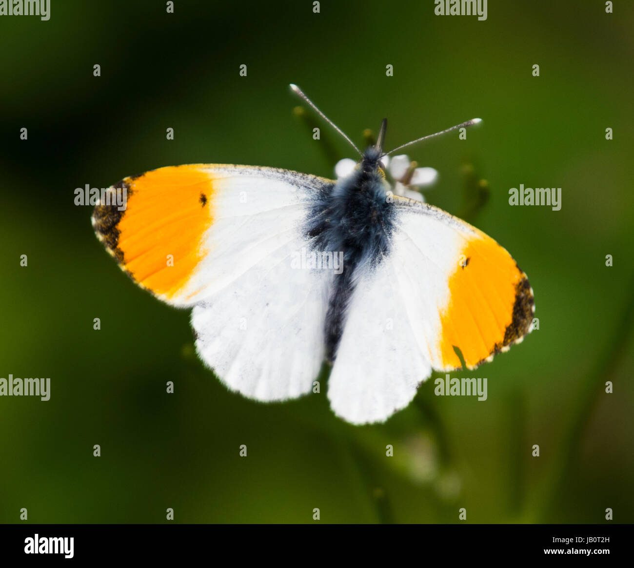Mariposa anthocharis cardamines alas con punta naranja Foto de stock