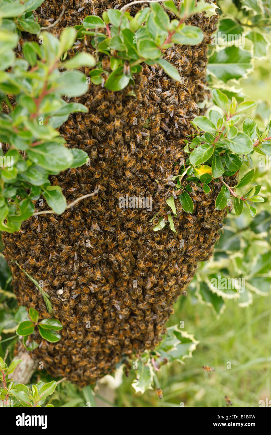 Un enjambre de abejas silvestres en un arbusto en un jardín. Foto de stock