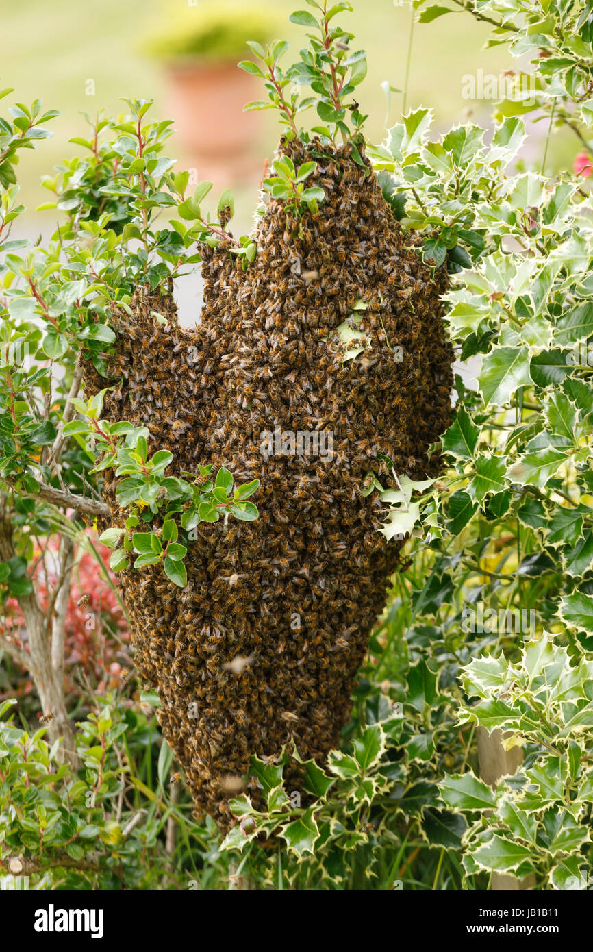 Un enjambre de abejas silvestres en un arbusto en un jardín. Foto de stock