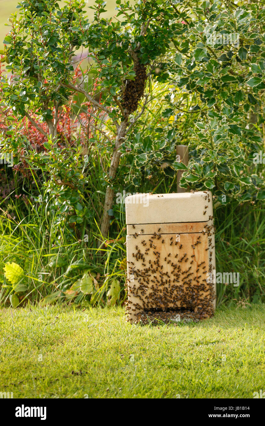 Bee Keeper recogiendo un enjambre salvaje de abejas de un bush en un jardín en una caja de colección Foto de stock