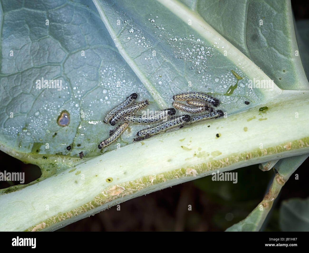Las orugas de la col grande mariposa blanca. Plagas de jardín. Foto de stock