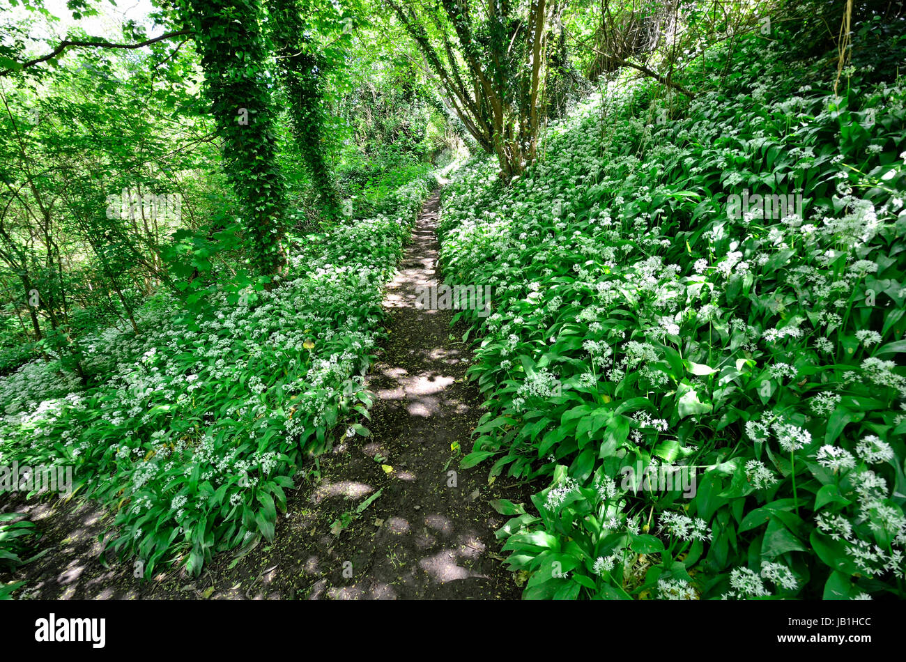 Boughton Monchelsea village, Maidstone, Kent, Público sendero a través del bosque - Flores de ajo silvestre Foto de stock